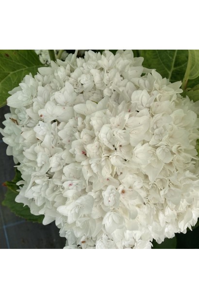 Гортензия Доппио Фредо